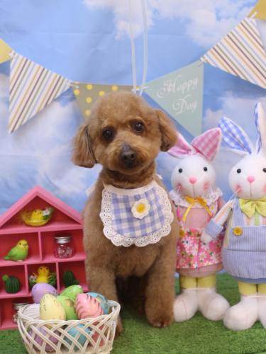 20240303チョコちゃん